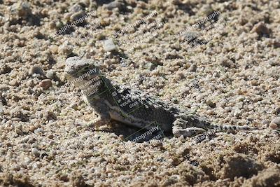 media/Sep-20-2025-Race Pace (Sat) [[d4e1b33f4d]]/1- Around the Pits/